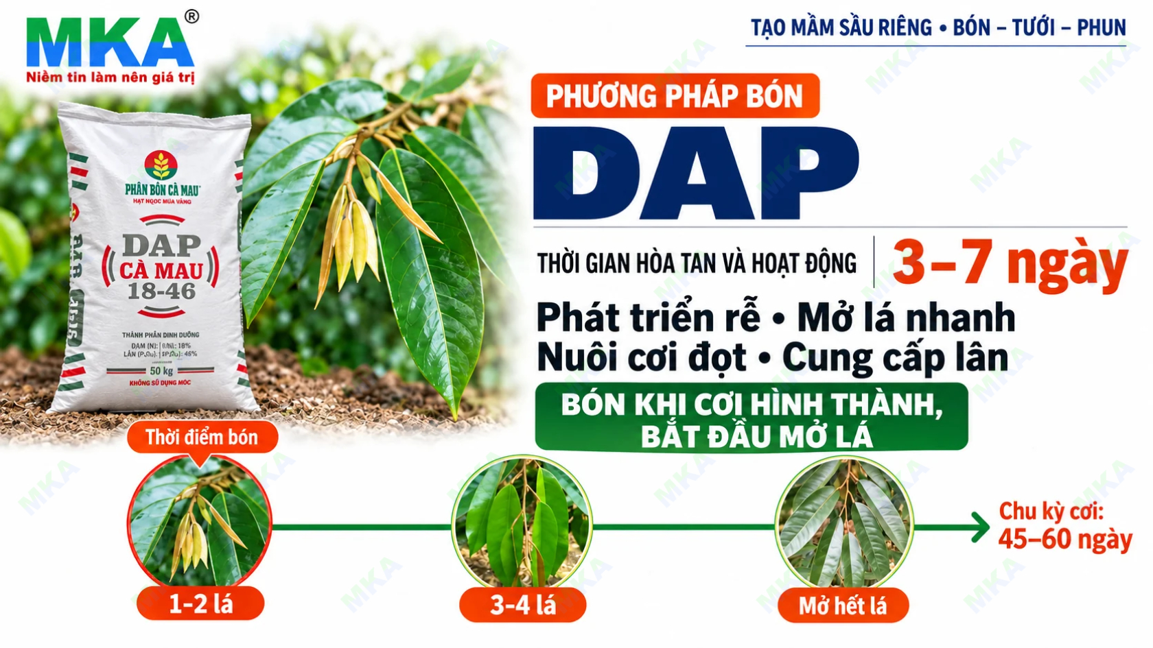 Kỹ thuật tạo mầm sầu riêng bằng phân DAP